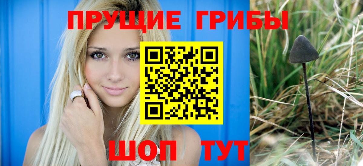 Галлюциногенные грибы Psilocybe  купить наркотик  Гатчина 