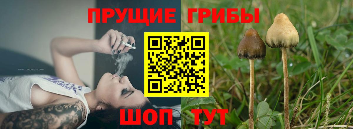 Галлюциногенные грибы Magic Shrooms  Вход с VPN  Гатчина  Псилоцибиновые грибы MAGIC MUSHROOMS 